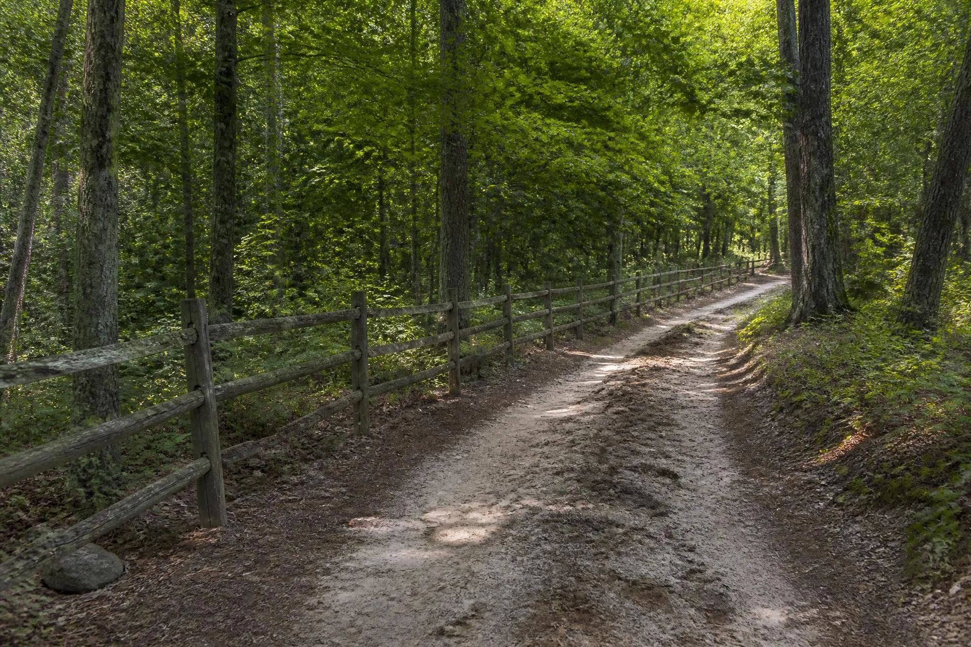 Bridle path through Union County forest